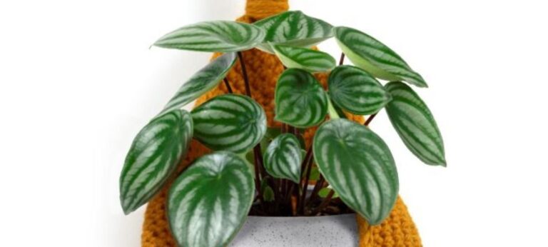 Bazar Horizonte divulga passo a passo para jogo de cachepôs de crochê em tom âmbar